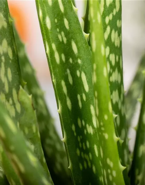 Echte Aloe Vera, 12 cm Topf