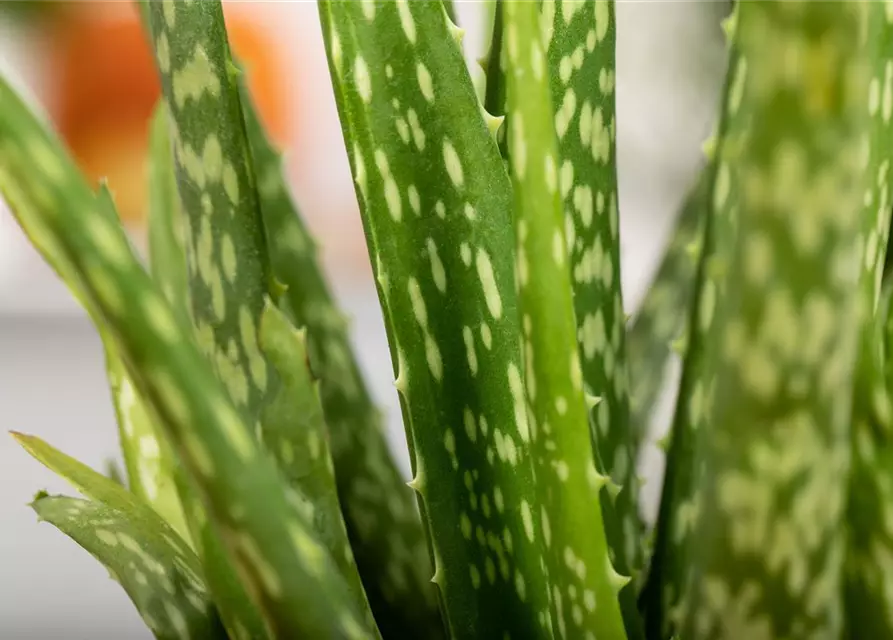 Echte Aloe Vera, 12 cm Topf