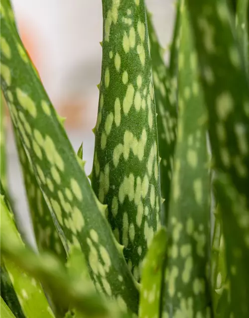 Echte Aloe Vera, 12 cm Topf