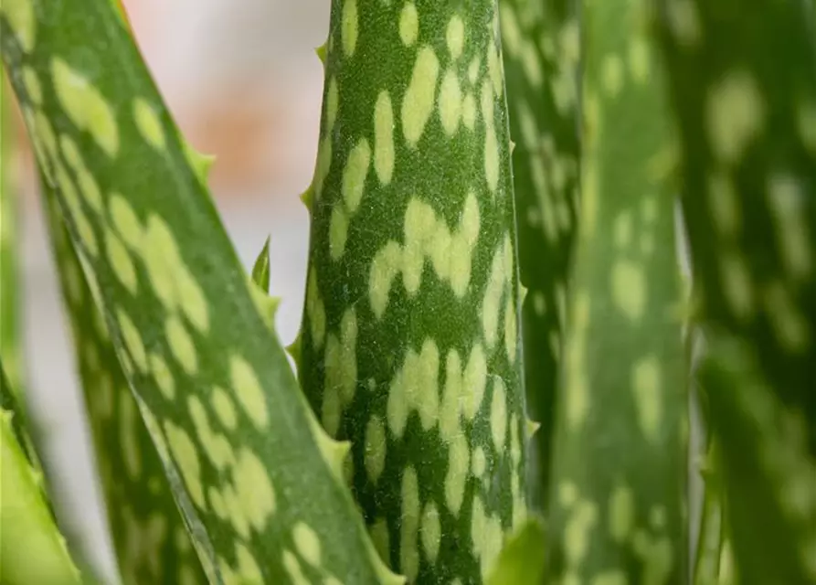 Echte Aloe Vera, 12 cm Topf