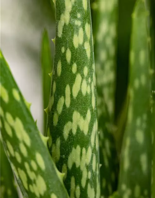 Echte Aloe Vera, 12 cm Topf