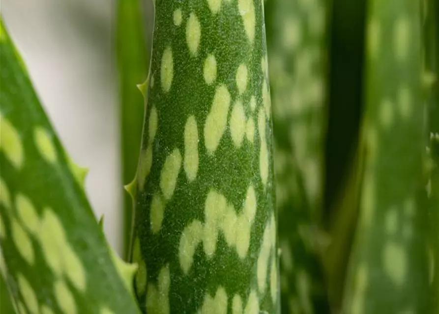 Echte Aloe Vera, 12 cm Topf