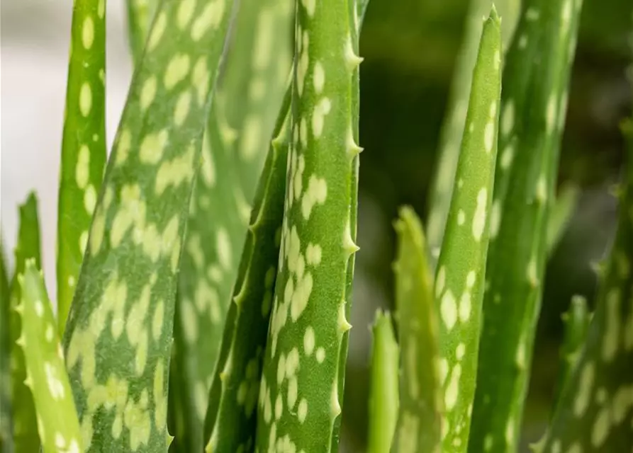 Echte Aloe Vera, 12 cm Topf