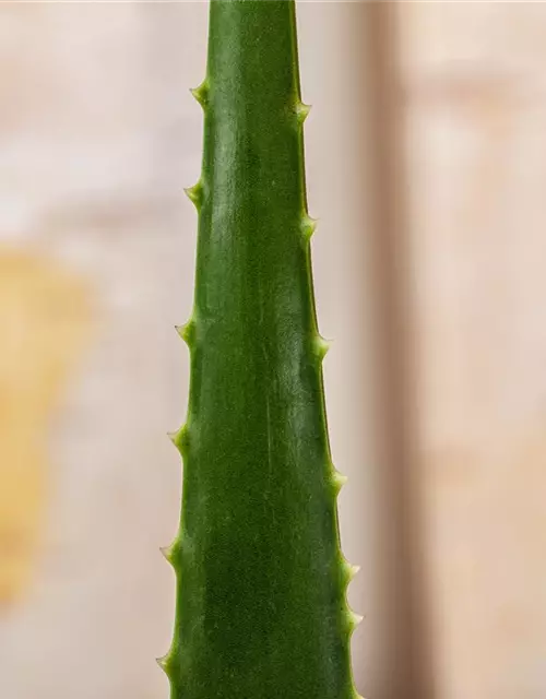 Echte Aloe Vera, 12 cm Topf