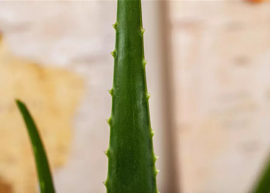 Echte Aloe Vera, 12 cm Topf