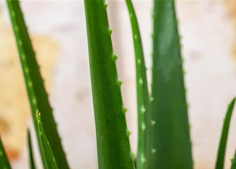 Echte Aloe Vera, 12 cm Topf