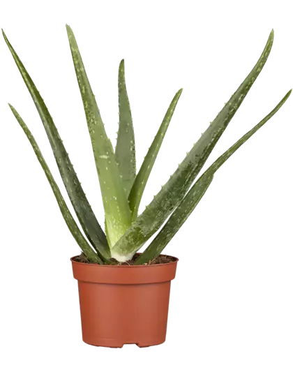 Echte Aloe Vera, 12 cm Topf