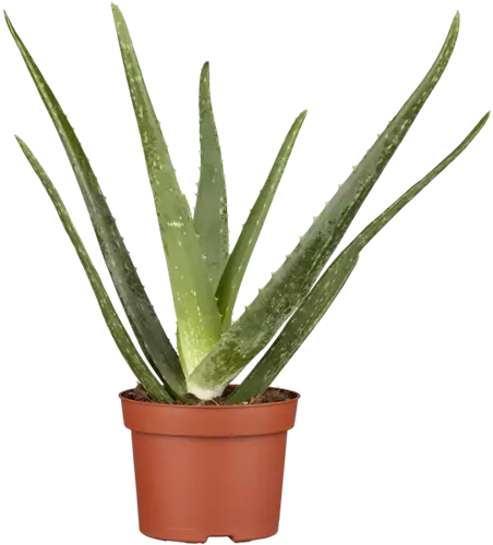 Echte Aloe Vera, 12 cm Topf