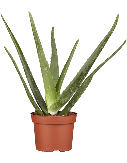 Echte Aloe Vera, 12 cm Topf