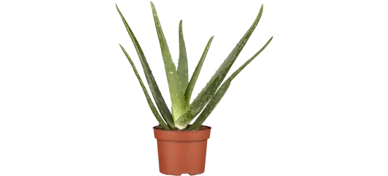 Echte Aloe Vera, 12 cm Topf