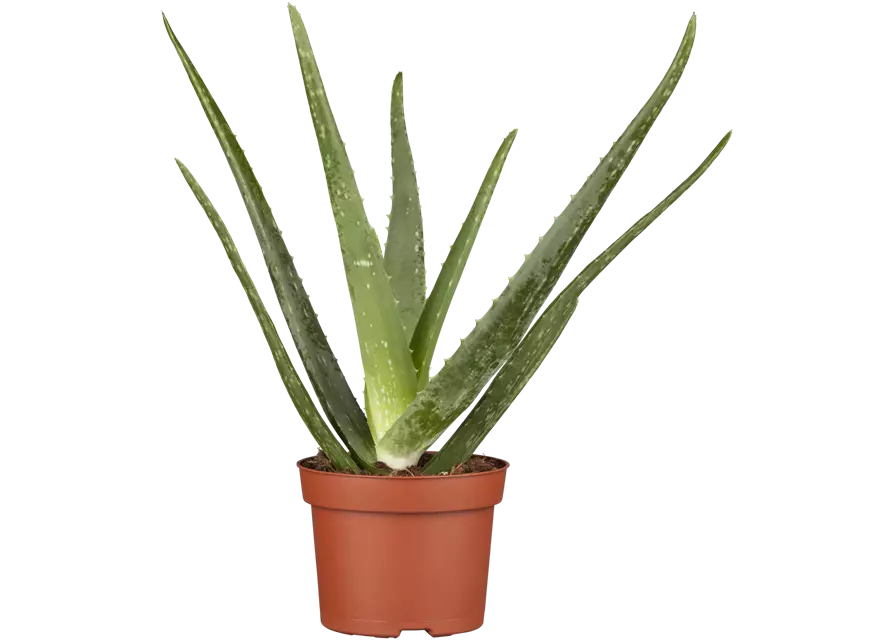 Echte Aloe Vera, 12 cm Topf