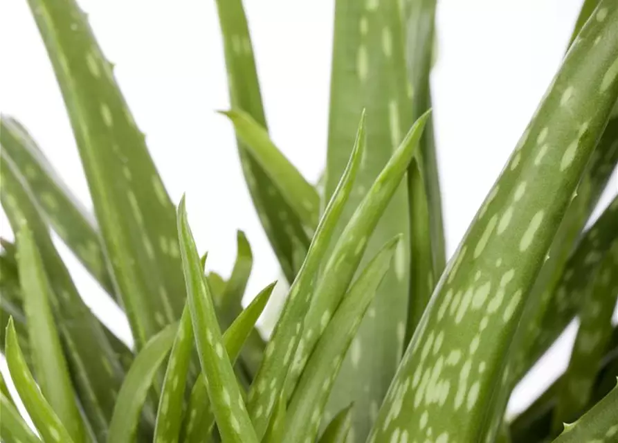 Echte Aloe Vera, 12 cm Topf