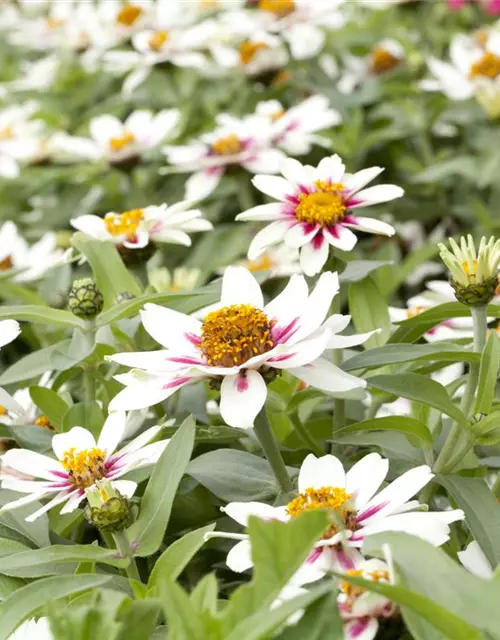 Zinnia elegans