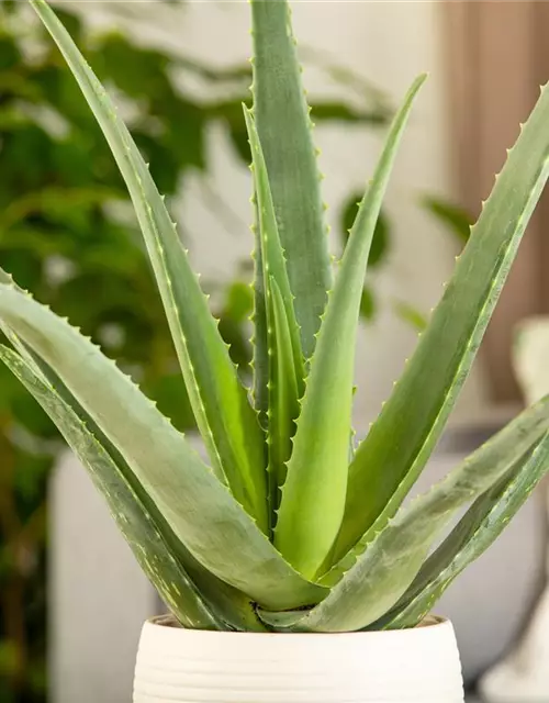 Echte Aloe Vera, 12 cm Topf