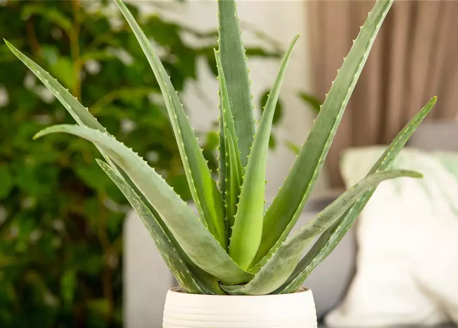 Echte Aloe Vera, 12 cm Topf