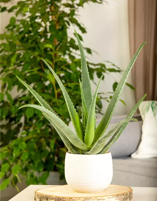 Echte Aloe Vera, 12 cm Topf