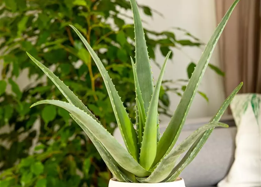 Echte Aloe Vera, 12 cm Topf