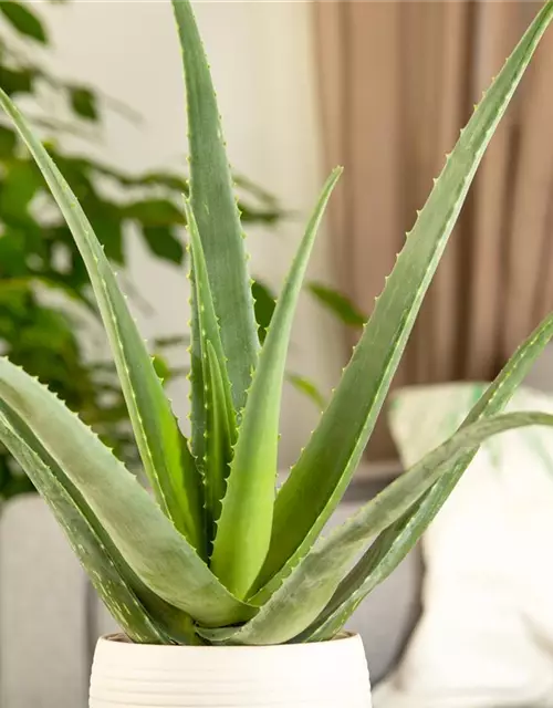 Echte Aloe Vera, 12 cm Topf