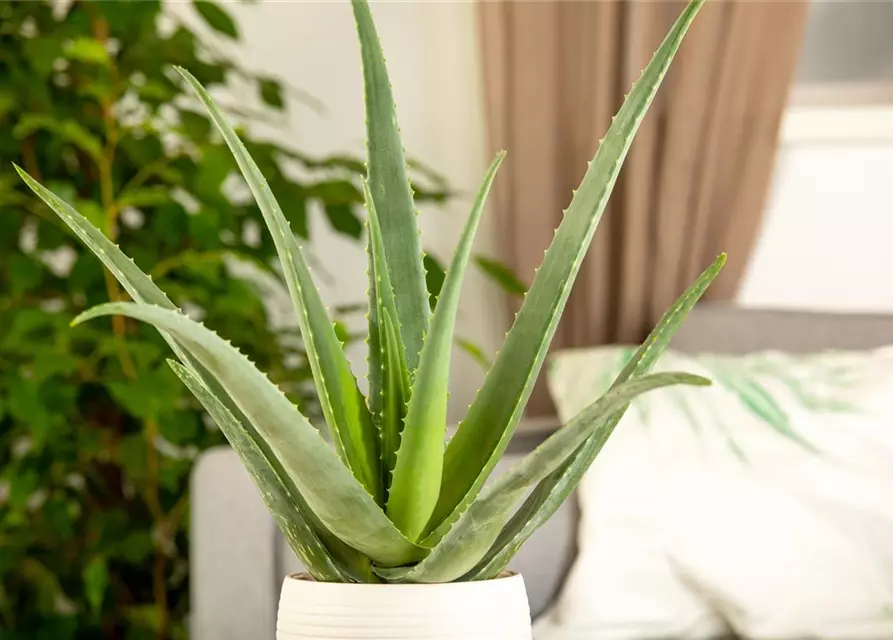 Echte Aloe Vera, 12 cm Topf