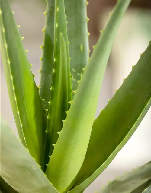 Echte Aloe Vera, 12 cm Topf