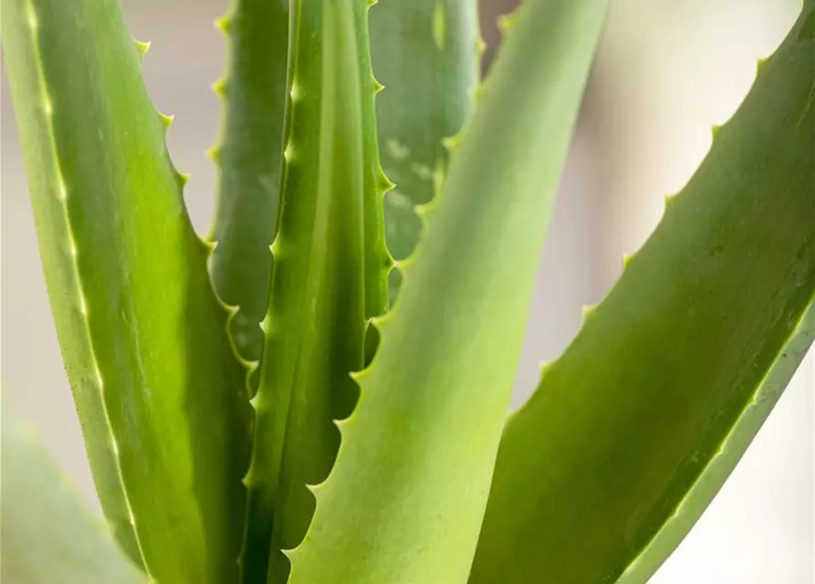 Echte Aloe Vera, 12 cm Topf