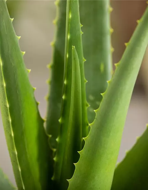 Echte Aloe Vera, 12 cm Topf