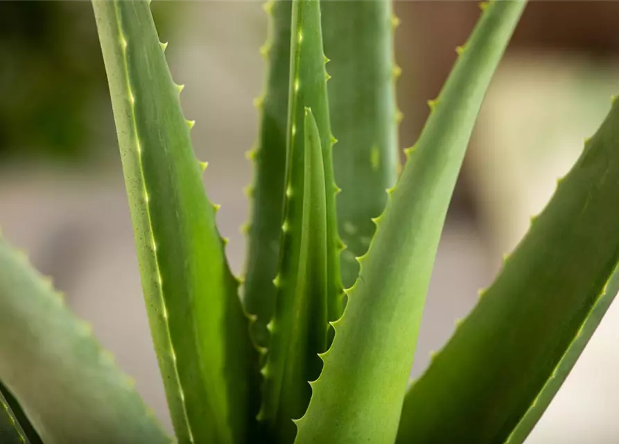 Echte Aloe Vera, 12 cm Topf