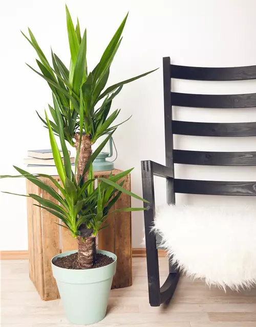 Yucca-Palme, 3er Tuff 120 cm