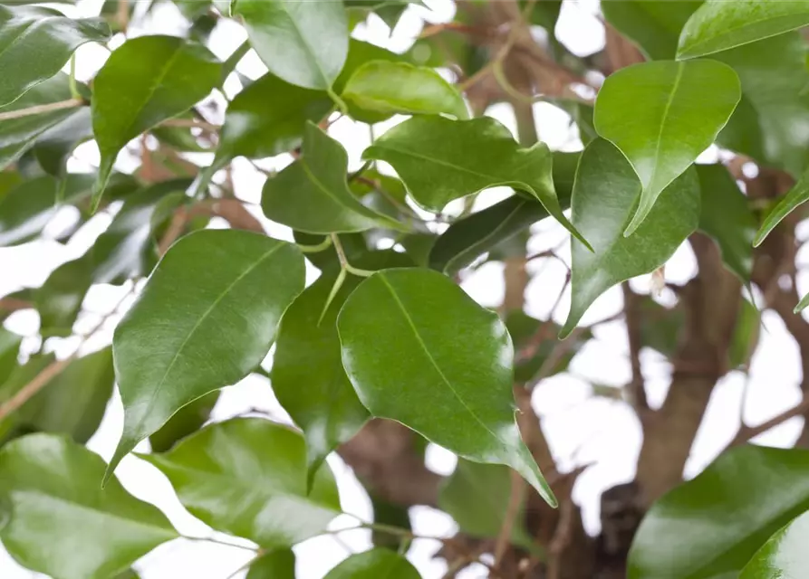 Ficus benjamina