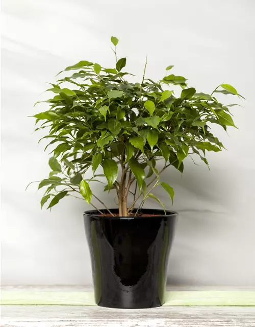 Ficus benjamina