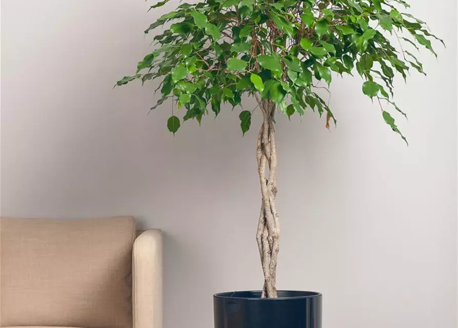 Ficus benjamina