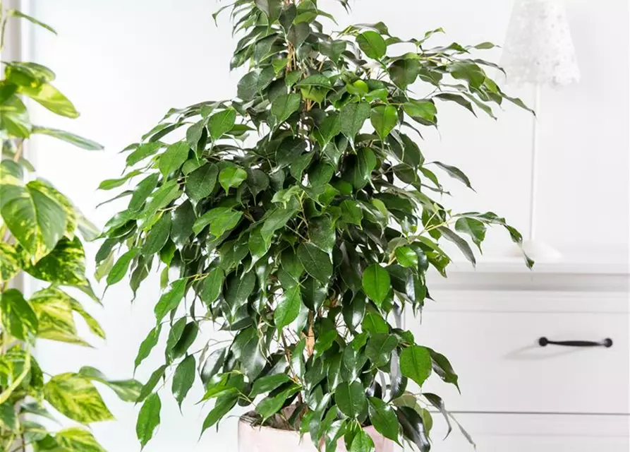 Ficus benjamina