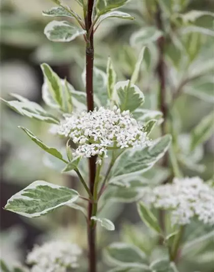 Hartriegel 'Elegantissima'