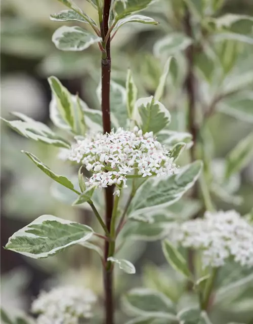 Hartriegel 'Elegantissima'