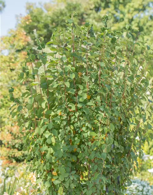 Felsenbirne 'Obelisk'®