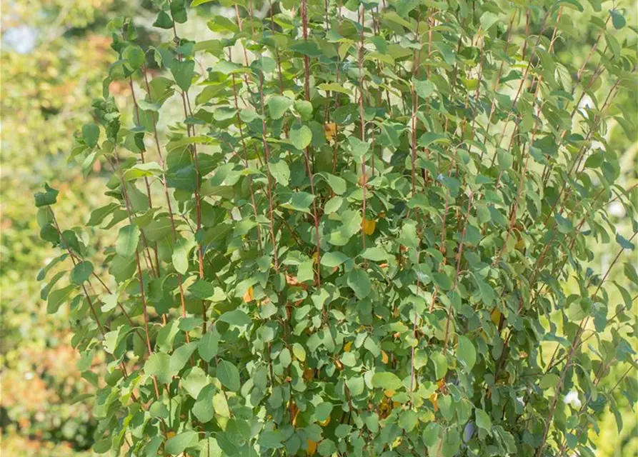 Felsenbirne 'Obelisk'®