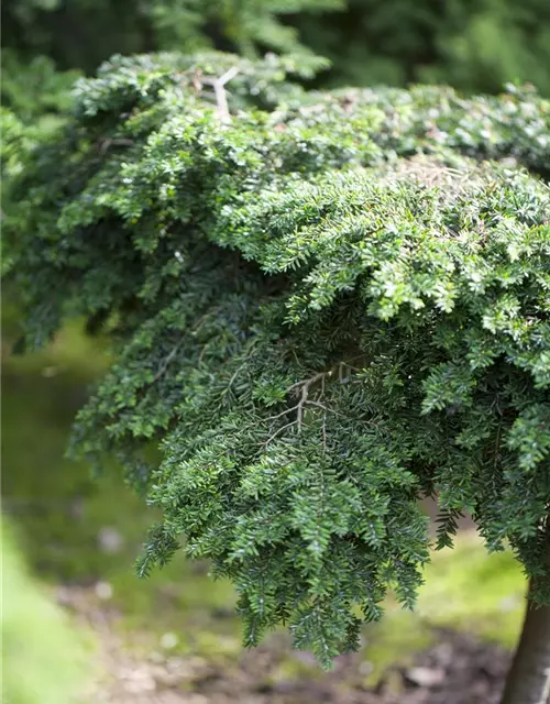 Kanadische Hemlocktanne