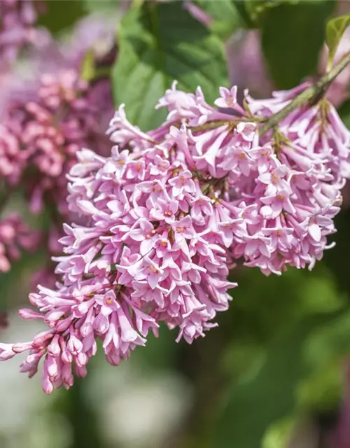 Edelflieder Bloomerang® 'Pink Perfume'(s)