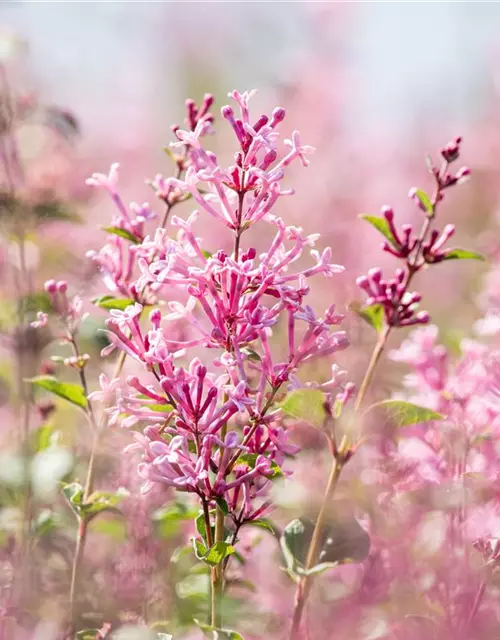 Edelflieder Bloomerang® 'Pink Perfume'(s)