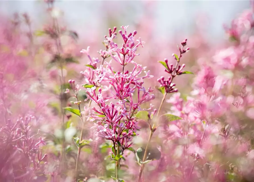 Edelflieder Bloomerang® 'Pink Perfume'(s)