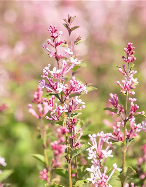 Edelflieder Bloomerang® 'Pink Perfume'(s)