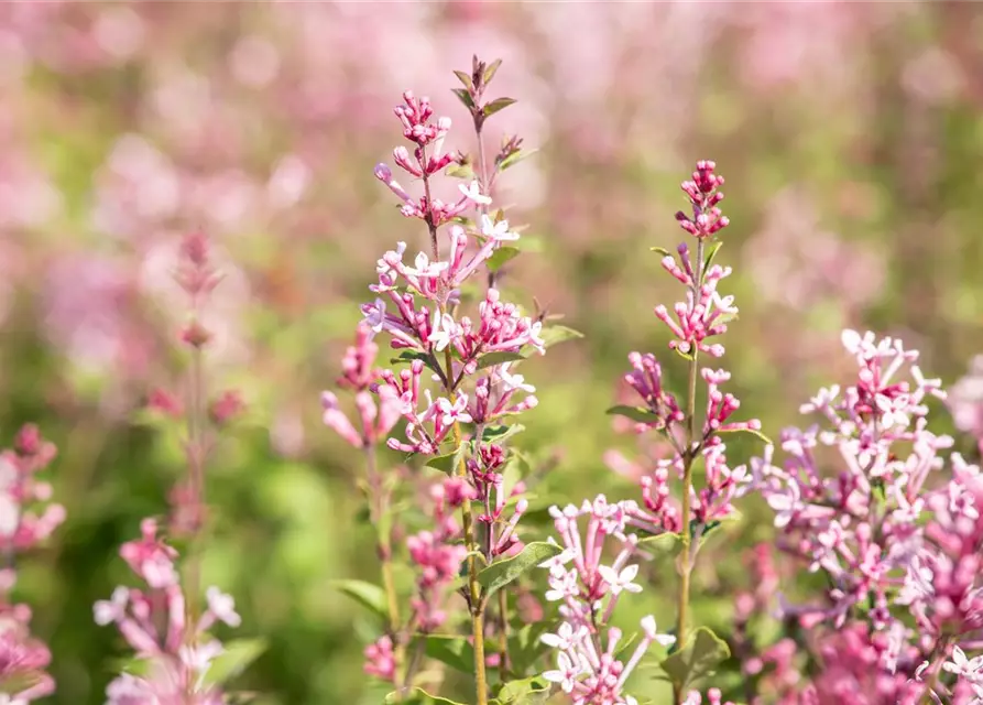 Edelflieder Bloomerang® 'Pink Perfume'(s)