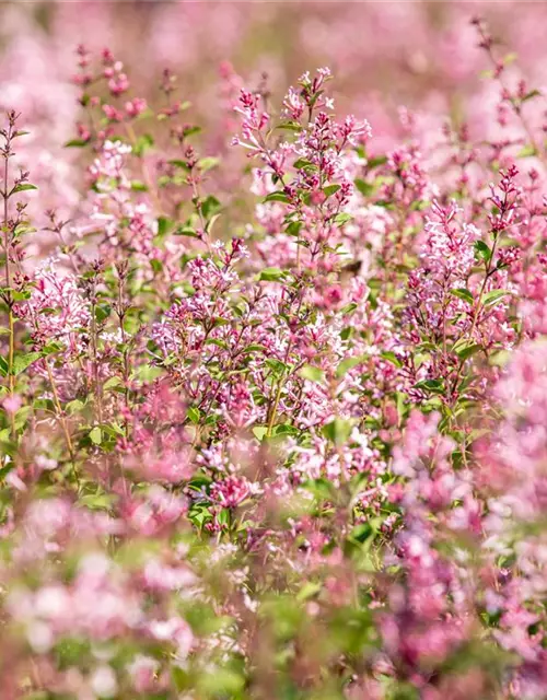 Edelflieder Bloomerang® 'Pink Perfume'(s)