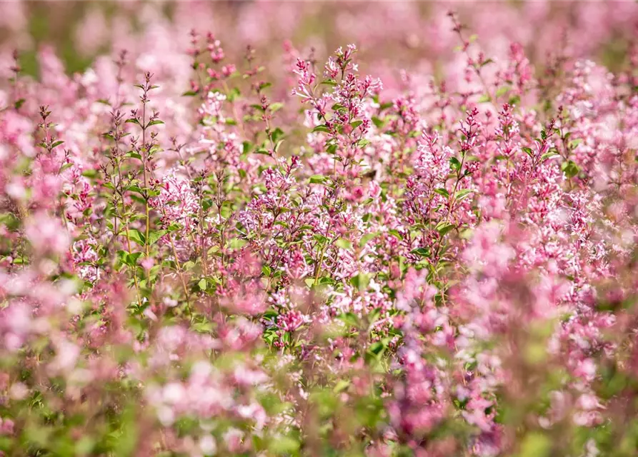 Edelflieder Bloomerang® 'Pink Perfume'(s)