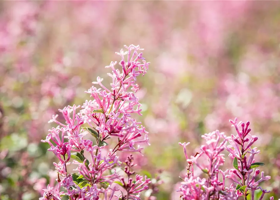 Edelflieder Bloomerang® 'Pink Perfume'(s)