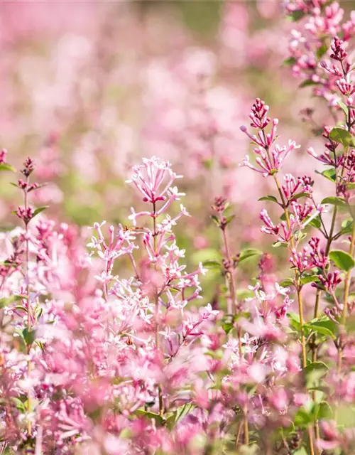 Edelflieder Bloomerang® 'Pink Perfume'(s)