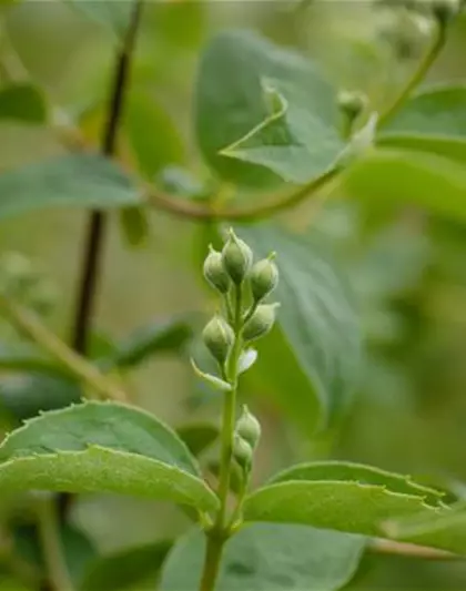 Gartenjasmin 'Schneesturm'