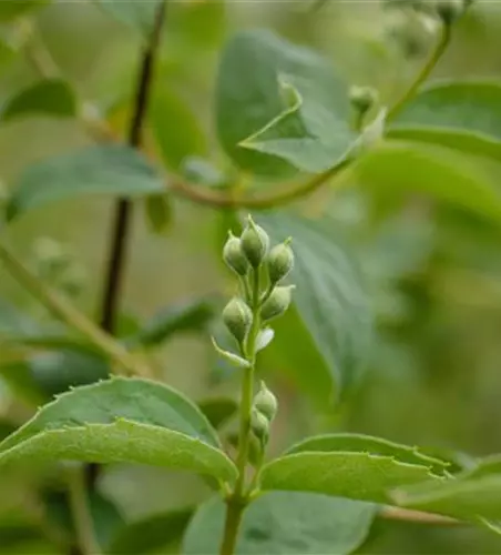 Gartenjasmin 'Schneesturm'