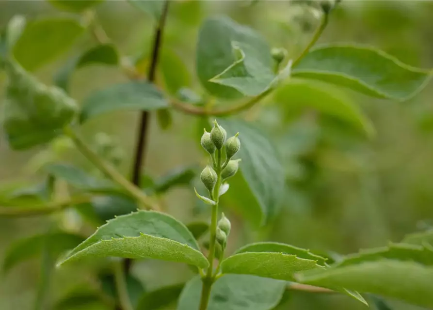 Gartenjasmin 'Schneesturm'