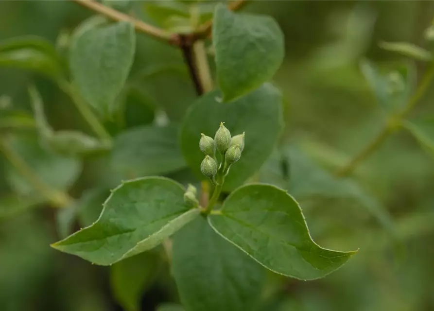 Gartenjasmin 'Schneesturm'